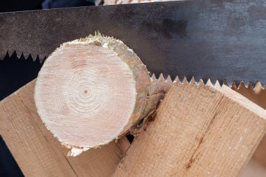 Yakın plan, eski bir testere çam ağacını kesiyor. modası geçmiş bir şekilde çalış