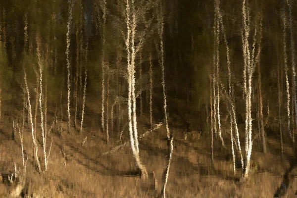 Verschwommene Spiegelung Wasserbäumen Birken Herbst Unscharf Und Unscharf — Stockfoto