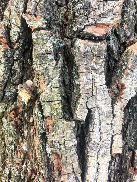 textured oak tree bark or background