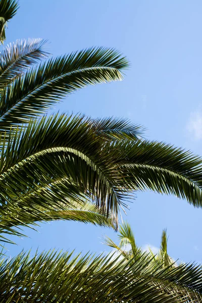big palm tree leaves on background
