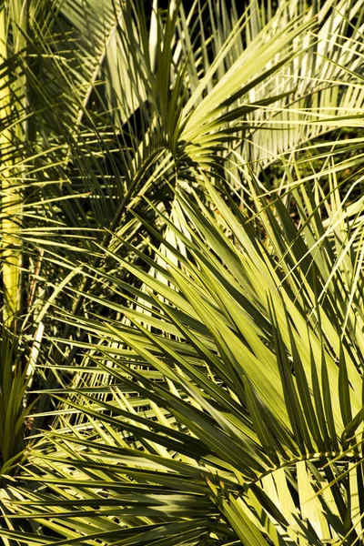 Palm Tree leaves as background