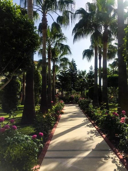 walkway in palm park. Nature, travel