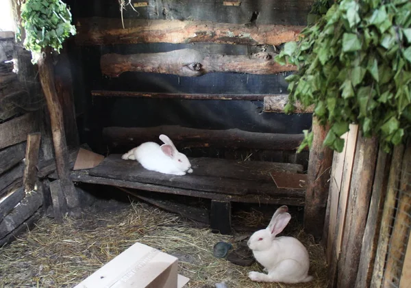 Dans Une Maison Lapins — Photo