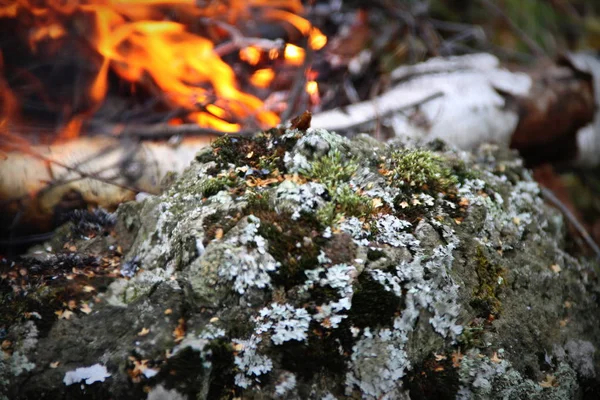 Flamme Forêt Automne — Photo