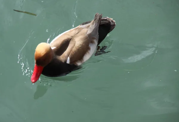 Duck with red beak