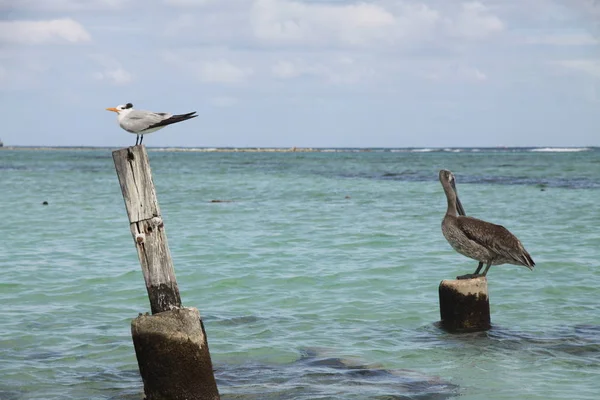 Aves Marinas Playa — Foto de Stock