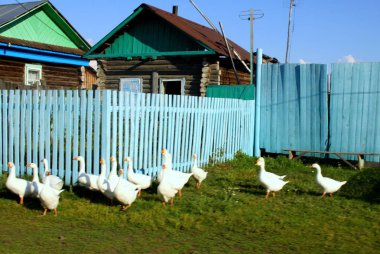 Eski evin yakınında köy kazlar yürüyüş
