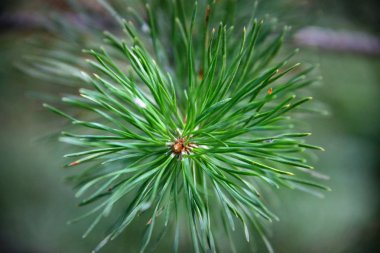 Çok çok yeşil ruh hali