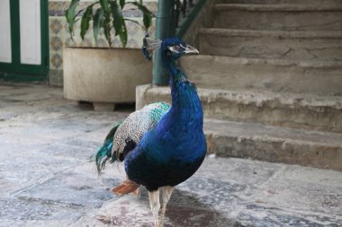 Peacjck egzotik kuş yürüyor