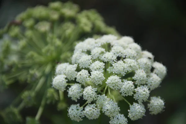 Beyaz Yeşil Çiçekler — Stok fotoğraf