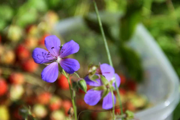 Flori Fructe Padure Fundal Verde — Fotografie, imagine de stoc