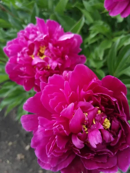 Fiori Rosa Brillante Giardino — Foto Stock