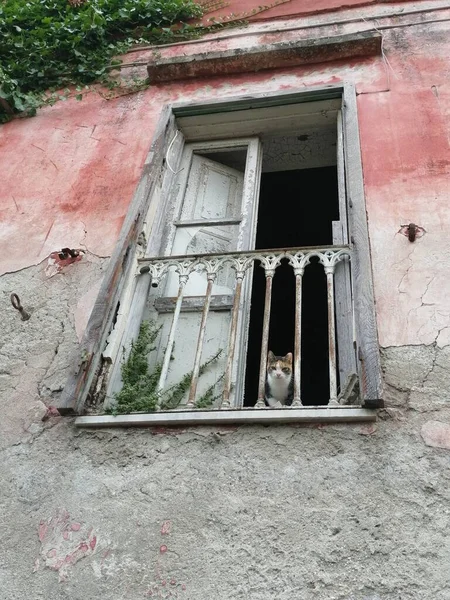 Lonely Cat Broken Window Abondoned House — Stock Photo, Image