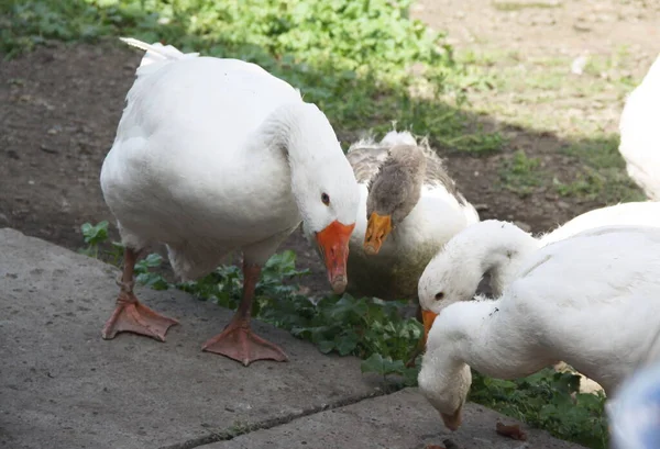 Weiße Und Graue Gänse Garten — Stockfoto