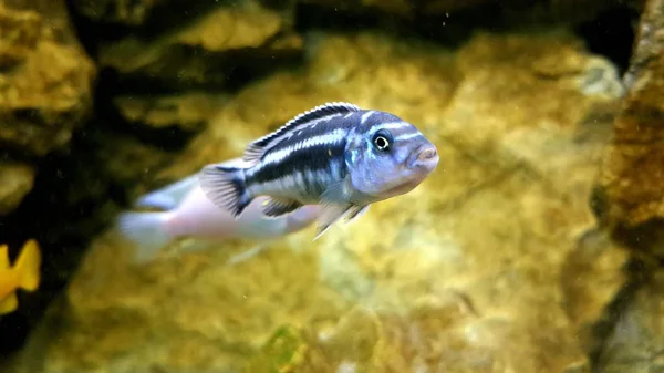 Melanochromis Cyaneorhabdos Widywany Obszarze Malawi Młoda Kobieta — Zdjęcie stockowe