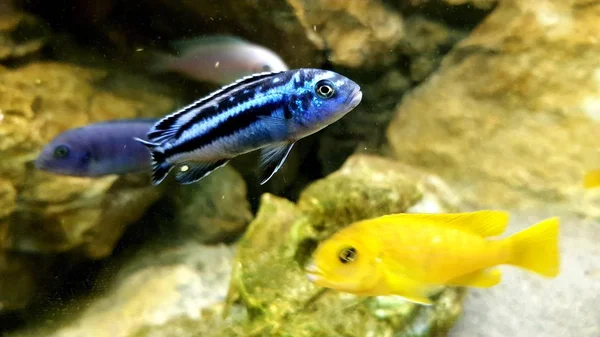 Melanochromis Cyaneorhabdos Maingano Jonge Vrouwelijke Malawi — Stockfoto