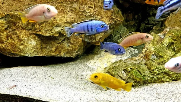 Pseudotropheus Saulosi genç erkek Afrika Malavi