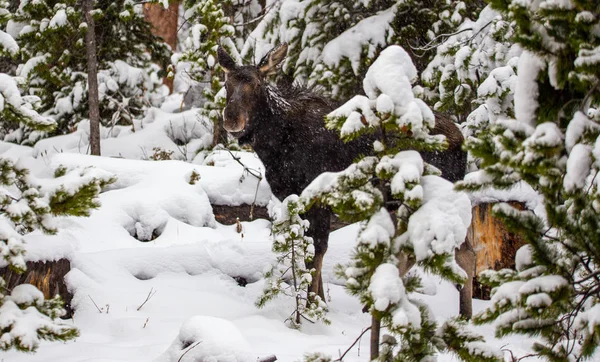 cute moose in snowy winter  near tree