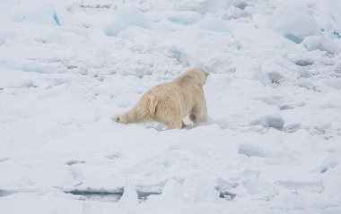 Kutup manzara içinde yabani kutup ayısı 