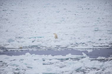 Kutup manzara içinde yabani kutup ayısı 