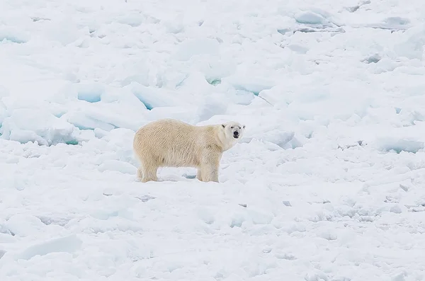 Orso Polare Selvatico Nel Paesaggio Artico — Foto Stock