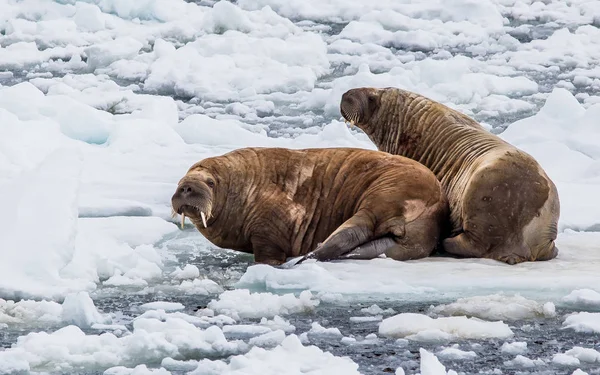 Walruses Sdraiato Sul Ghiaccio Nel Paesaggio Artico — Foto Stock