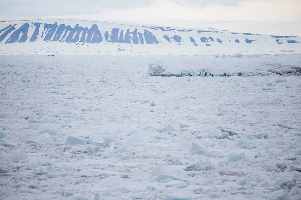 Urso Polar Selvagem Paisagem Ártica — Fotografia de Stock