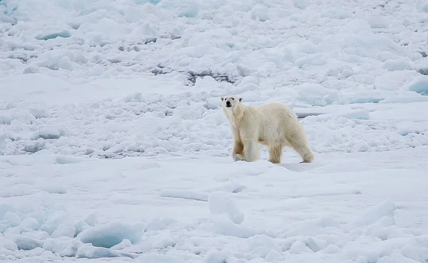 Oso Polar Salvaje Paisaje Ártico — Foto de Stock