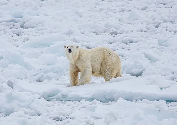 Orso Polare Selvatico Nel Paesaggio Artico — Foto Stock