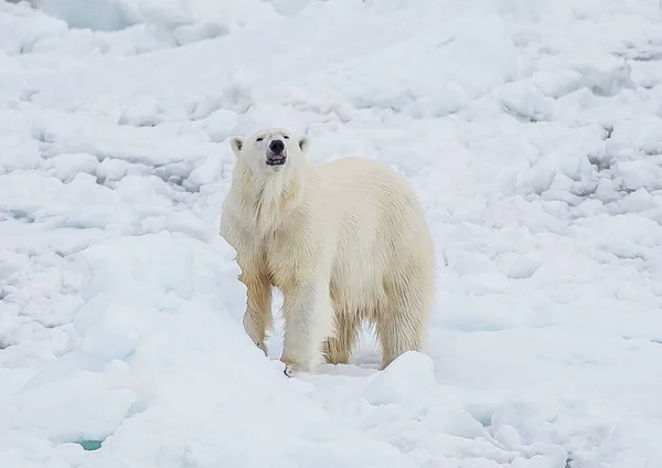 Orso Polare Selvatico Nel Paesaggio Artico — Foto Stock