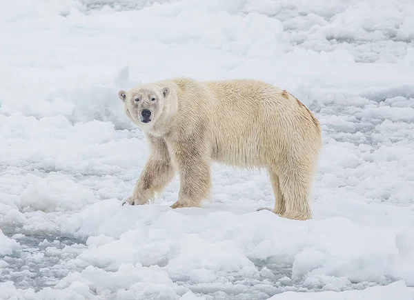 Wilder Eisbär Arktischer Landschaft — Stockfoto