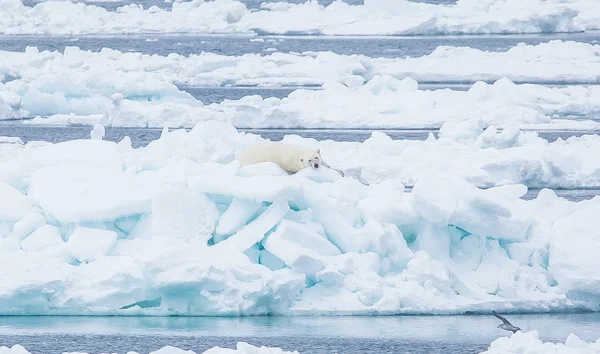 Ursul Polar Sălbatic Peisajul Arctic — Fotografie, imagine de stoc