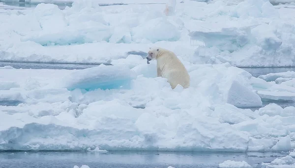 Dziki Niedźwiedź Polarny Arktycznym — Zdjęcie stockowe