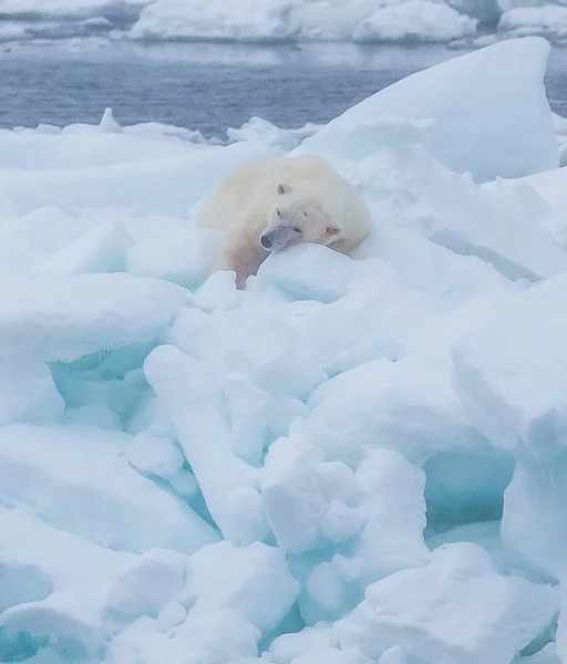 Orso Polare Selvatico Nel Paesaggio Artico — Foto Stock