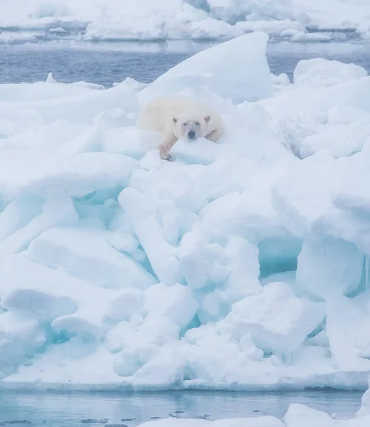 Orso Polare Selvatico Nel Paesaggio Artico — Foto Stock