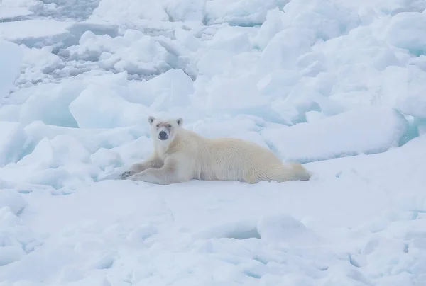 Orso Polare Selvatico Nel Paesaggio Artico — Foto Stock