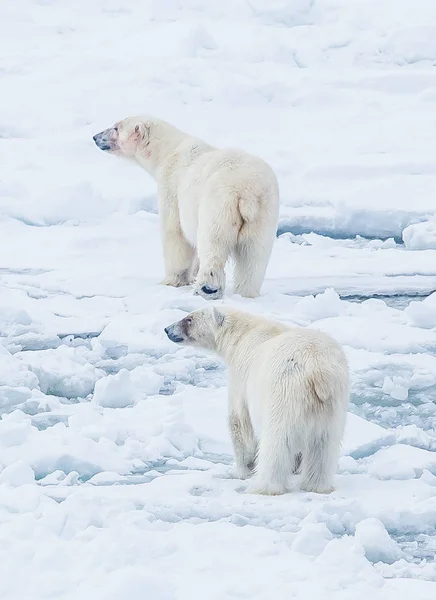 シロクマは北極の風景の中の美しい景色 — ストック写真