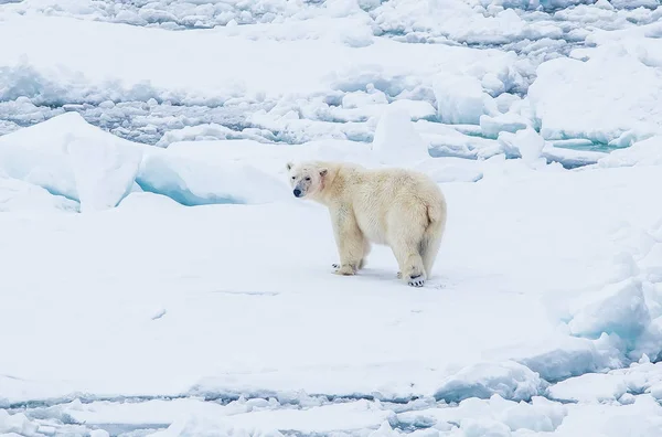 Orso Polare Selvatico Nel Paesaggio Artico — Foto Stock