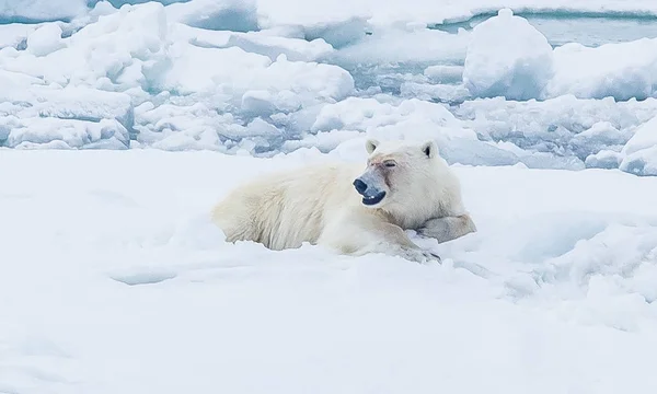 Urso Polar Selvagem Paisagem Ártica — Fotografia de Stock