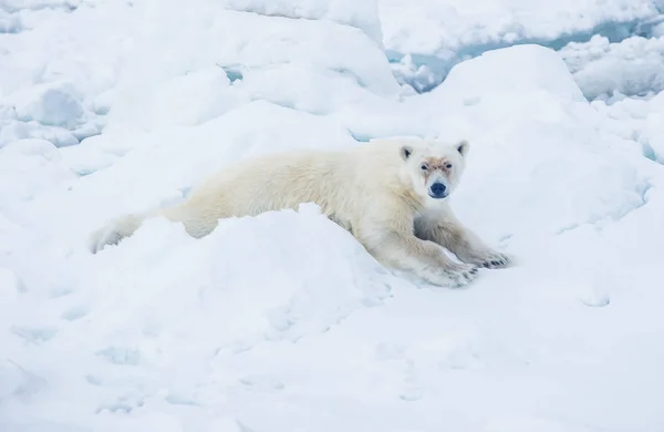Wild Ijsbeer Arctische Landschap — Stockfoto