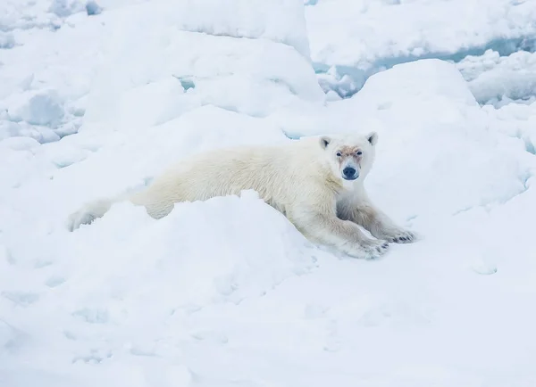 Wild Ijsbeer Arctische Landschap — Stockfoto