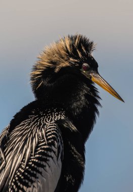 atış Yılanboyungiller kuş türü güneş ışığı kapatmak