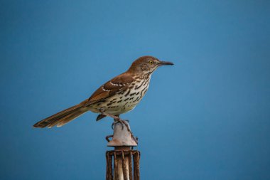 brown thrasher kuş mavi arka plan görüntüsünü kapatmak