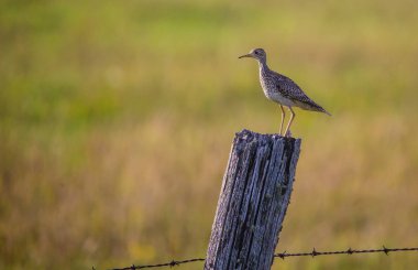 upland sandpiper on field post clipart