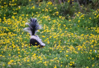 skunk in wildflowers with tail up clipart