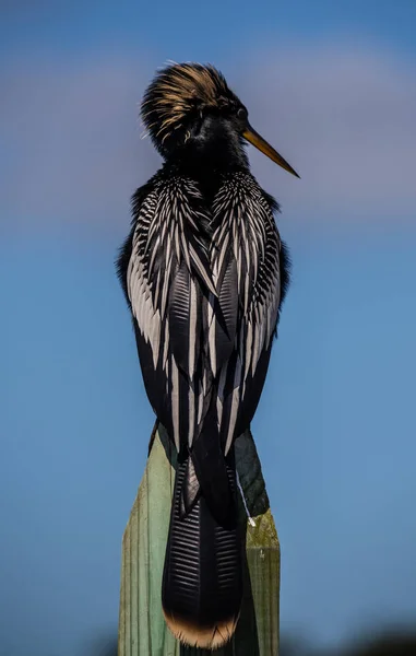 Back View Anhinga Bird Sunlight — Stock Photo, Image