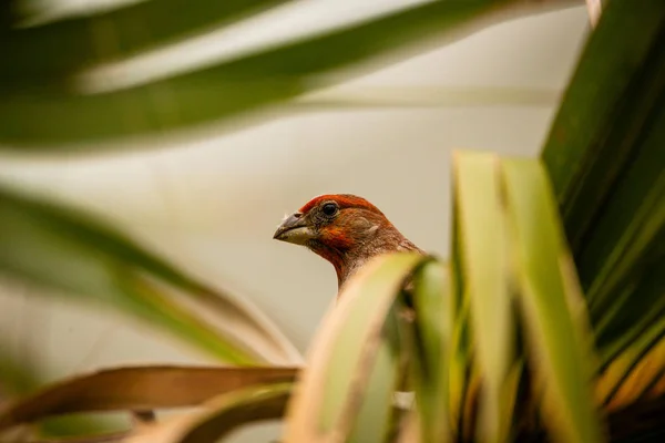 Gros Plan Oiseau Roselin Dans Habitat Naturel — Photo