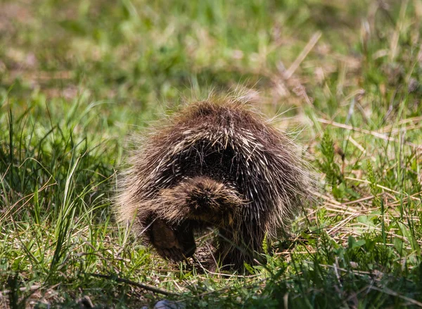 Achteraanzicht Van Stekelvarken Sluipen Groen Gras — Stockfoto