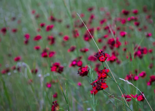 bright red pink wildflower field