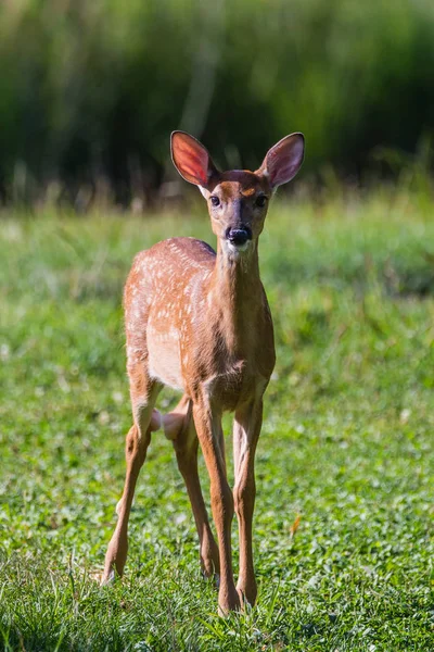 草地上的白尾小鹿 — 图库照片